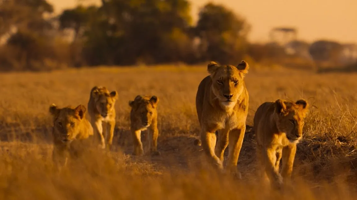 Exploring Africa's diverse wildlife in a new series